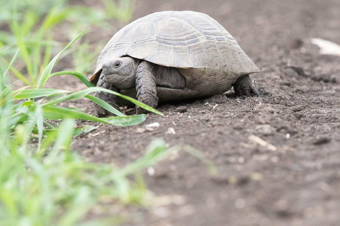Moorse landschildpad © Jan Heip