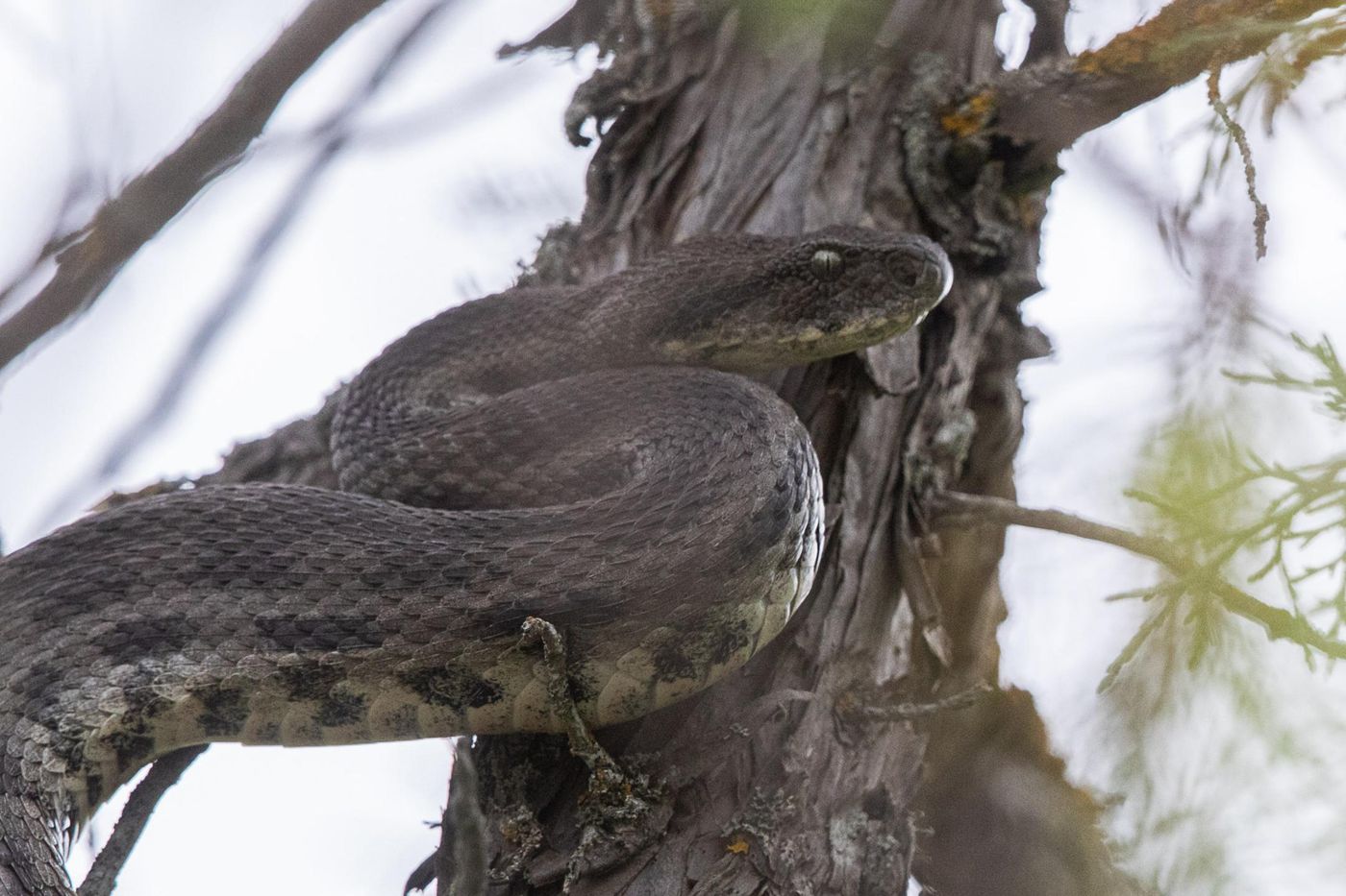 Levantijnse adder © Jan Heip