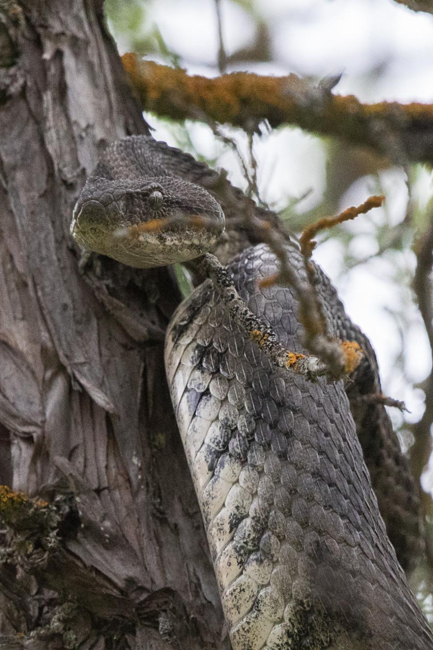 Levantijnse adder – let op de houding: klaar om toe te slaan. © Jan Heip