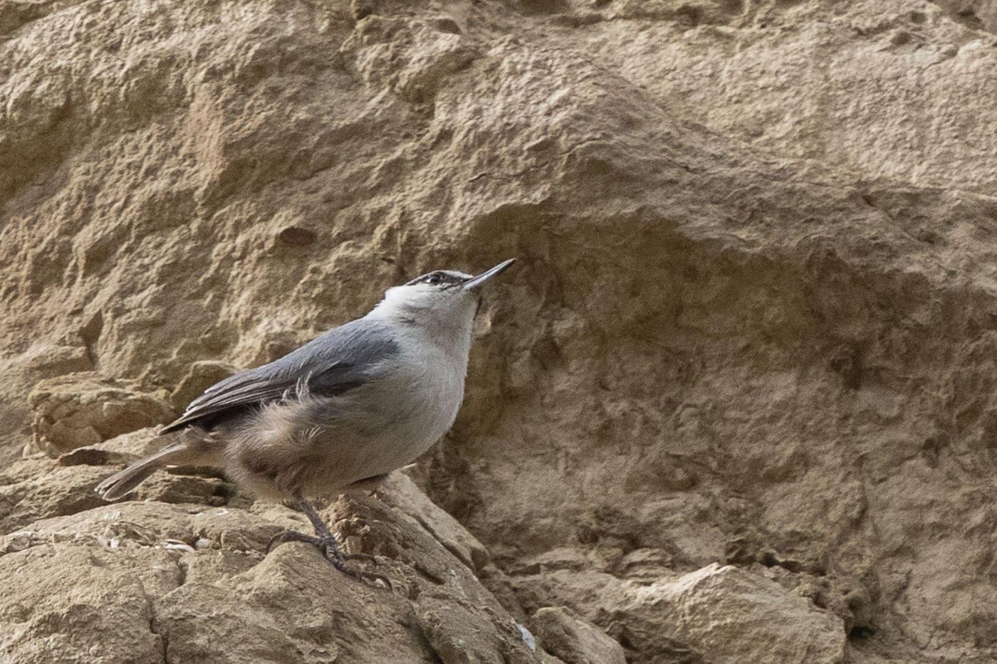 Rotsklever © Jan Heip