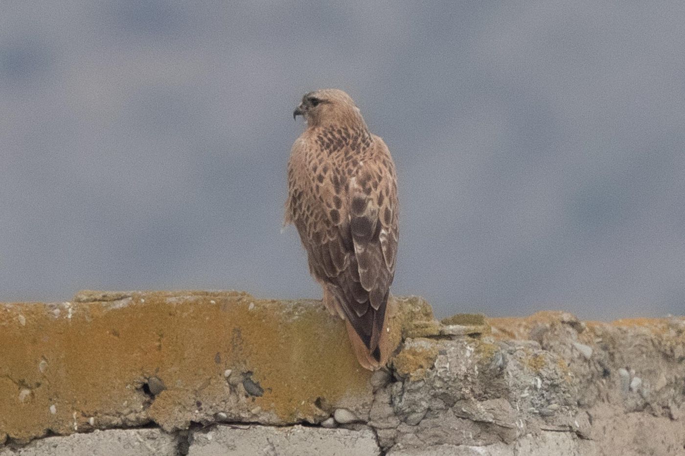 Steppebuizerd © Jan Heip