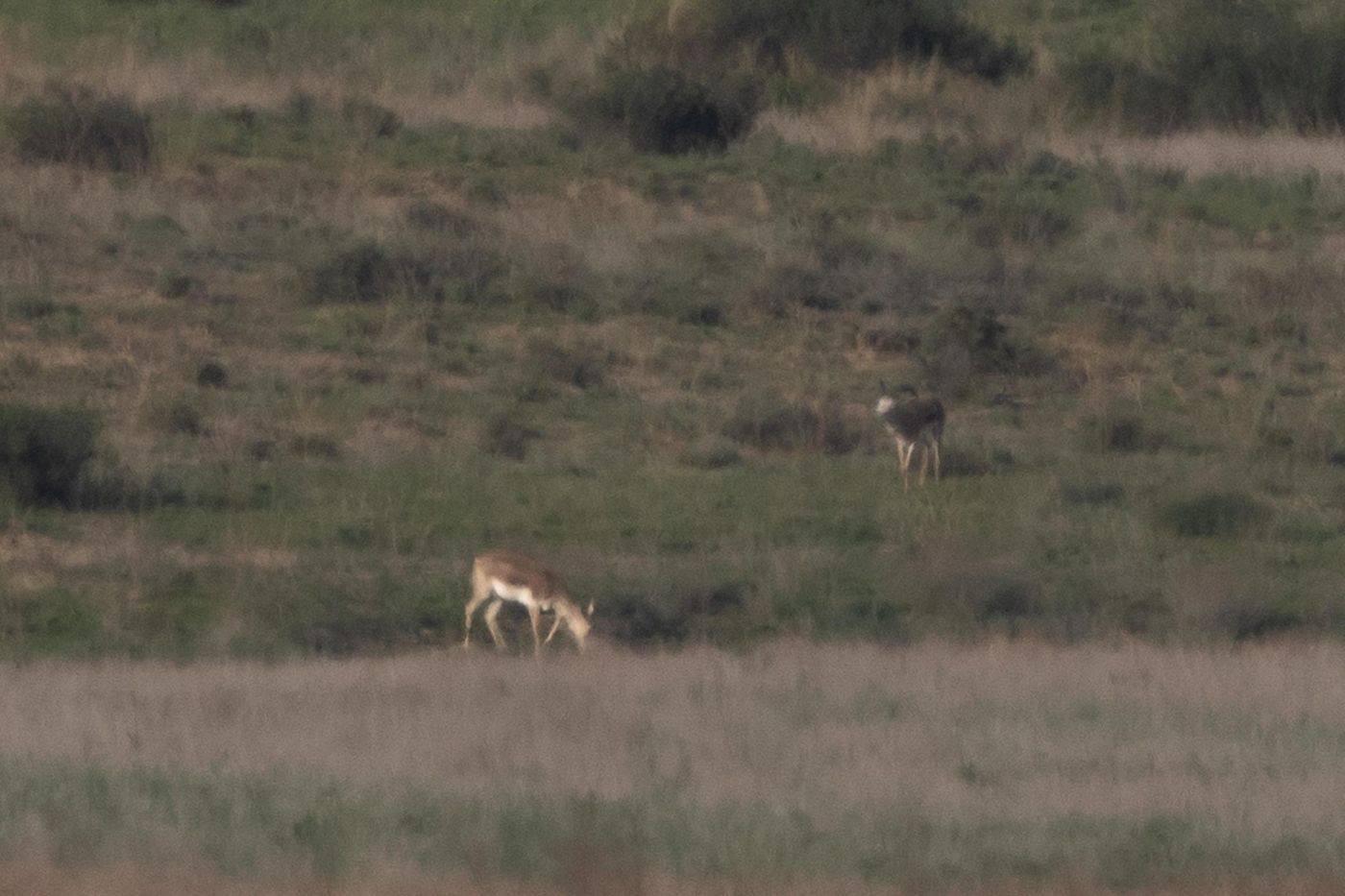 Twee kropgazelles een wijfje (links)- en een mannetje (rechts met hoorns). © Jan Heip