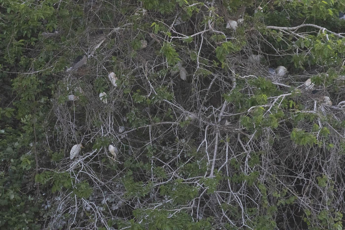 De reigerkolonie op de rechteroever van de Koerarivier. Kwakken en koereigers. © Jan Heip