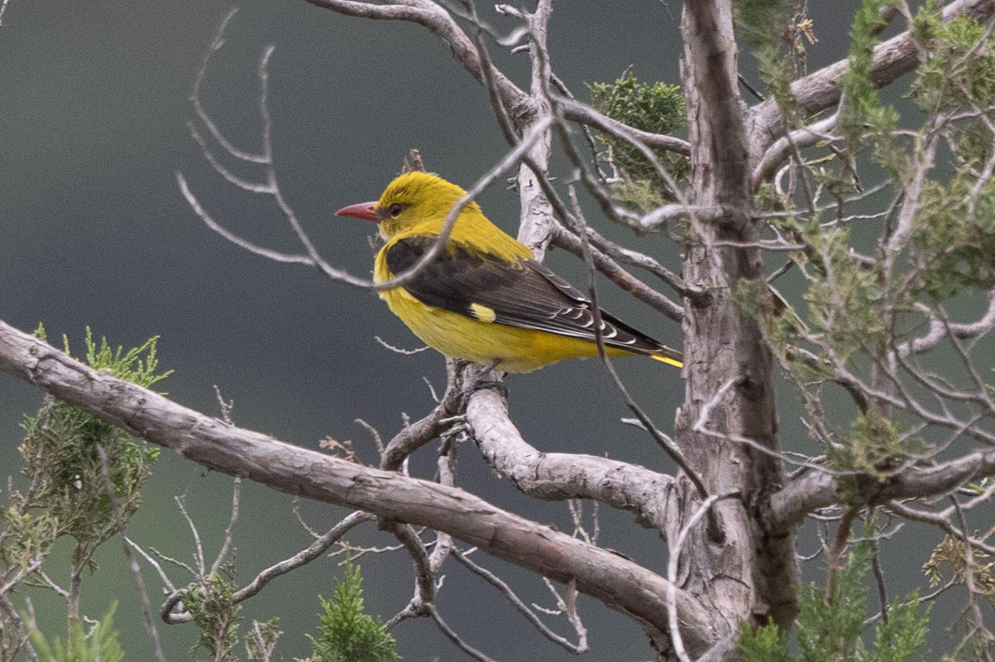 Wielewaal mannetje © Jan Heip