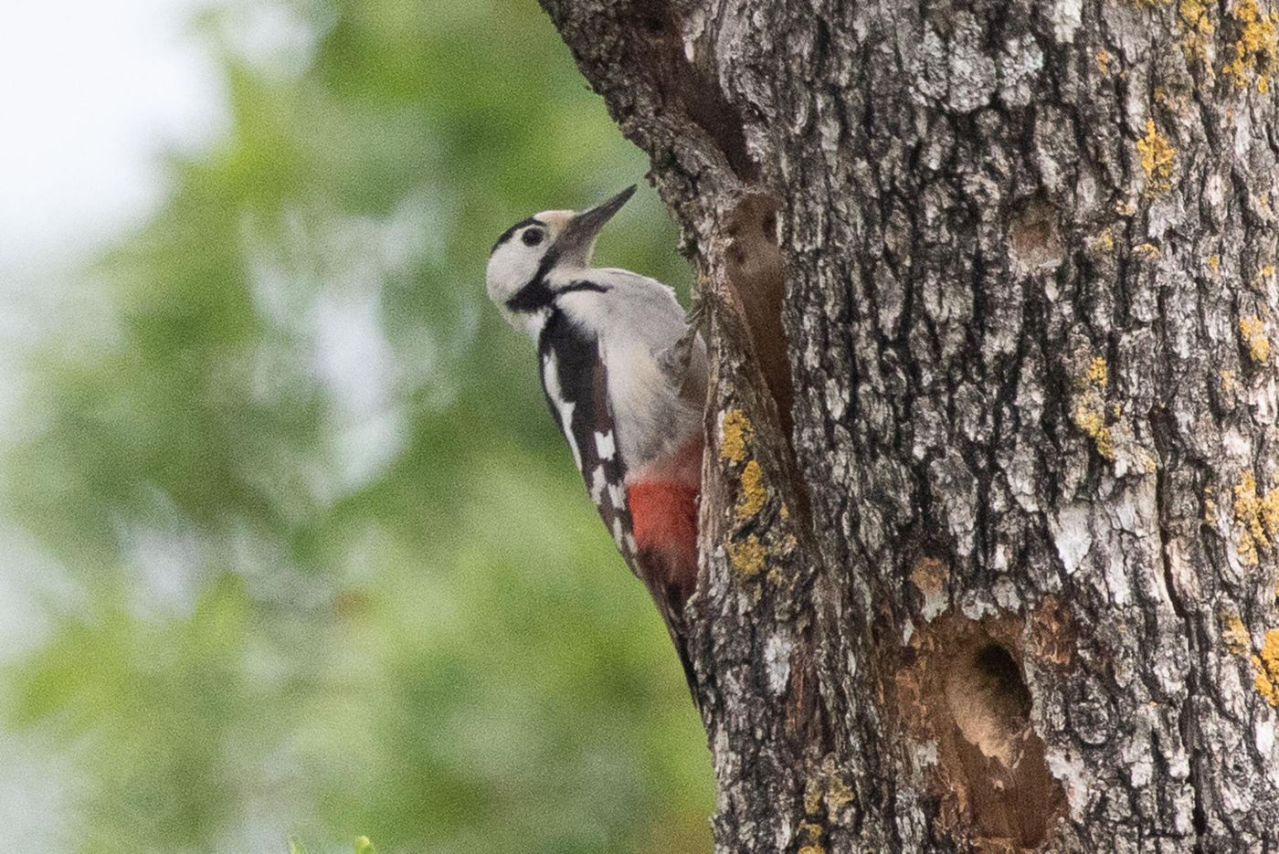 Syrische bonte specht © Jan Heip