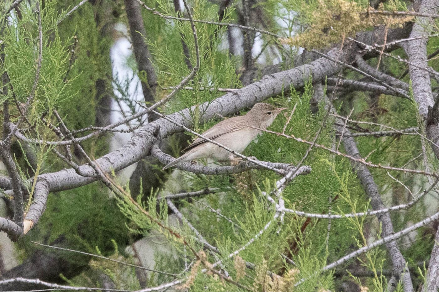 Oostelijke vale spotvogel. © Jan Heip