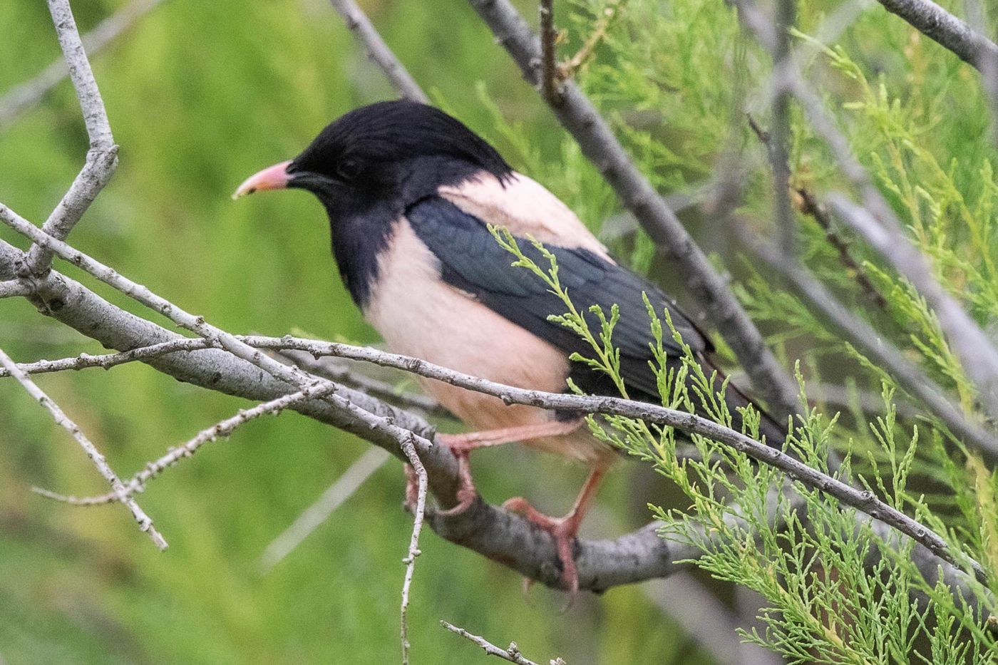 Roze spreeuw © Jan Heip