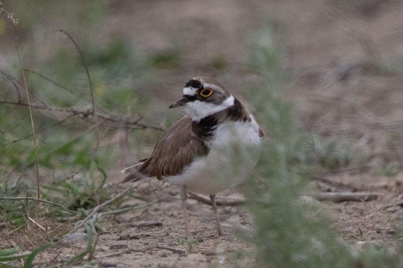 Kleine plevier © Jan Heip