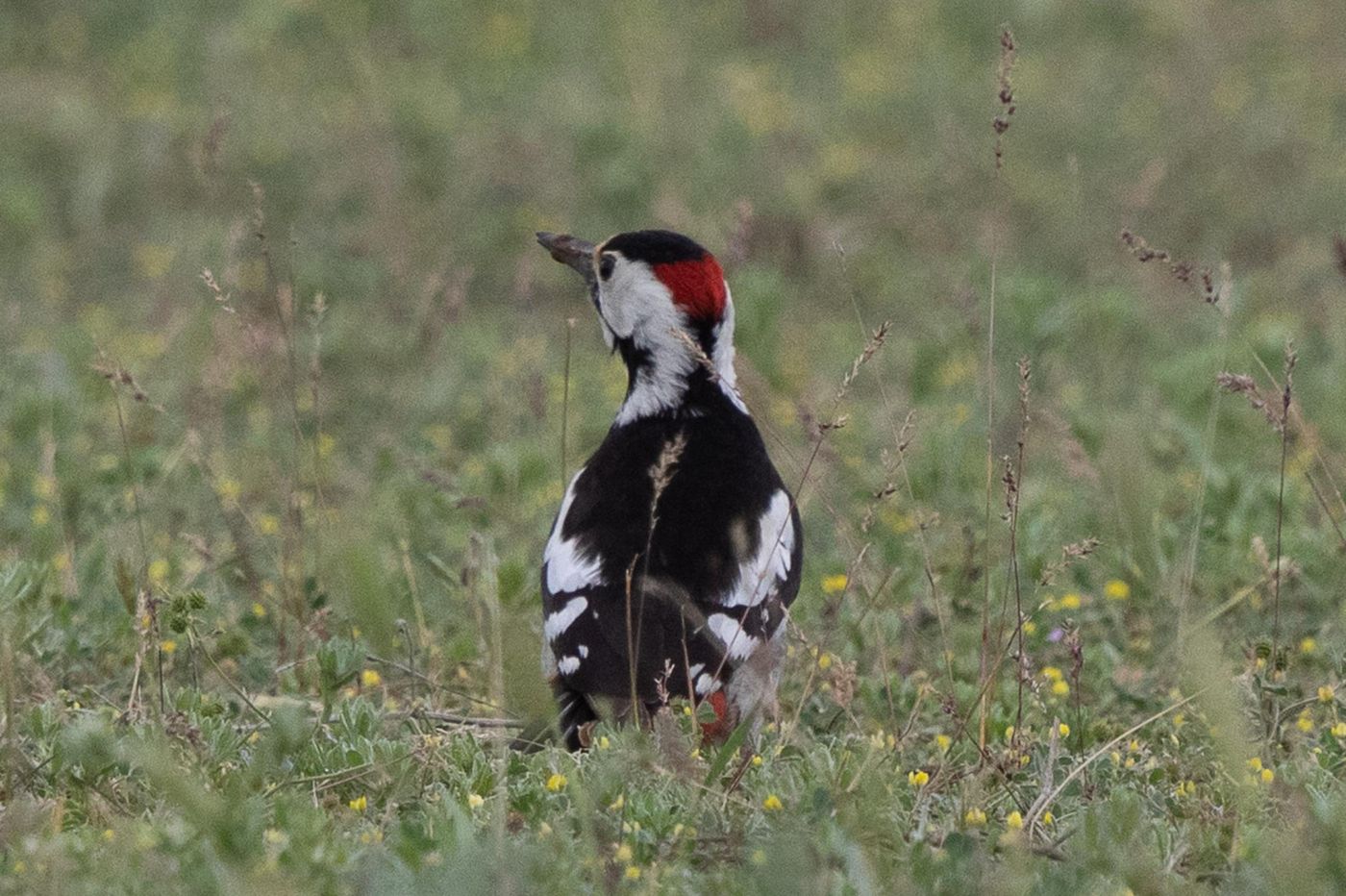 Syrische bonte specht op de grond op zoek naar mieren? © Jan Heip