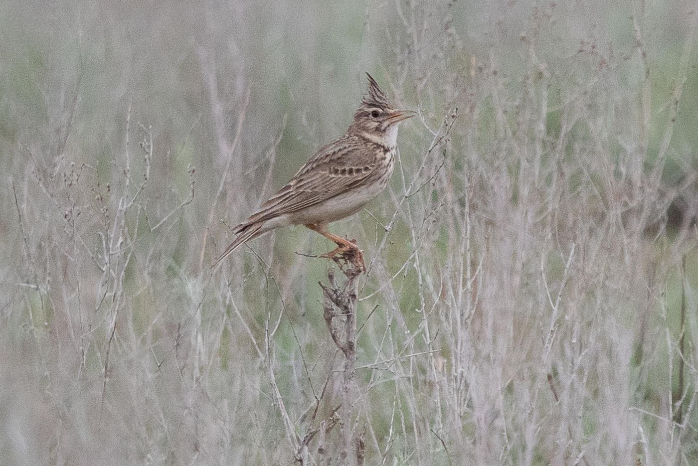 Kuifleeuwerik © Jan Heip