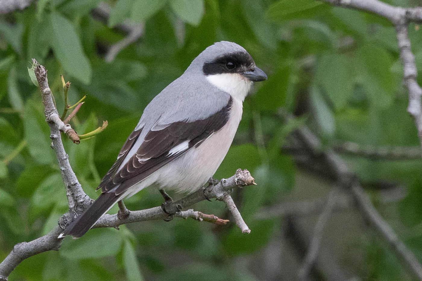 Kleine klapekster © Jan Heip