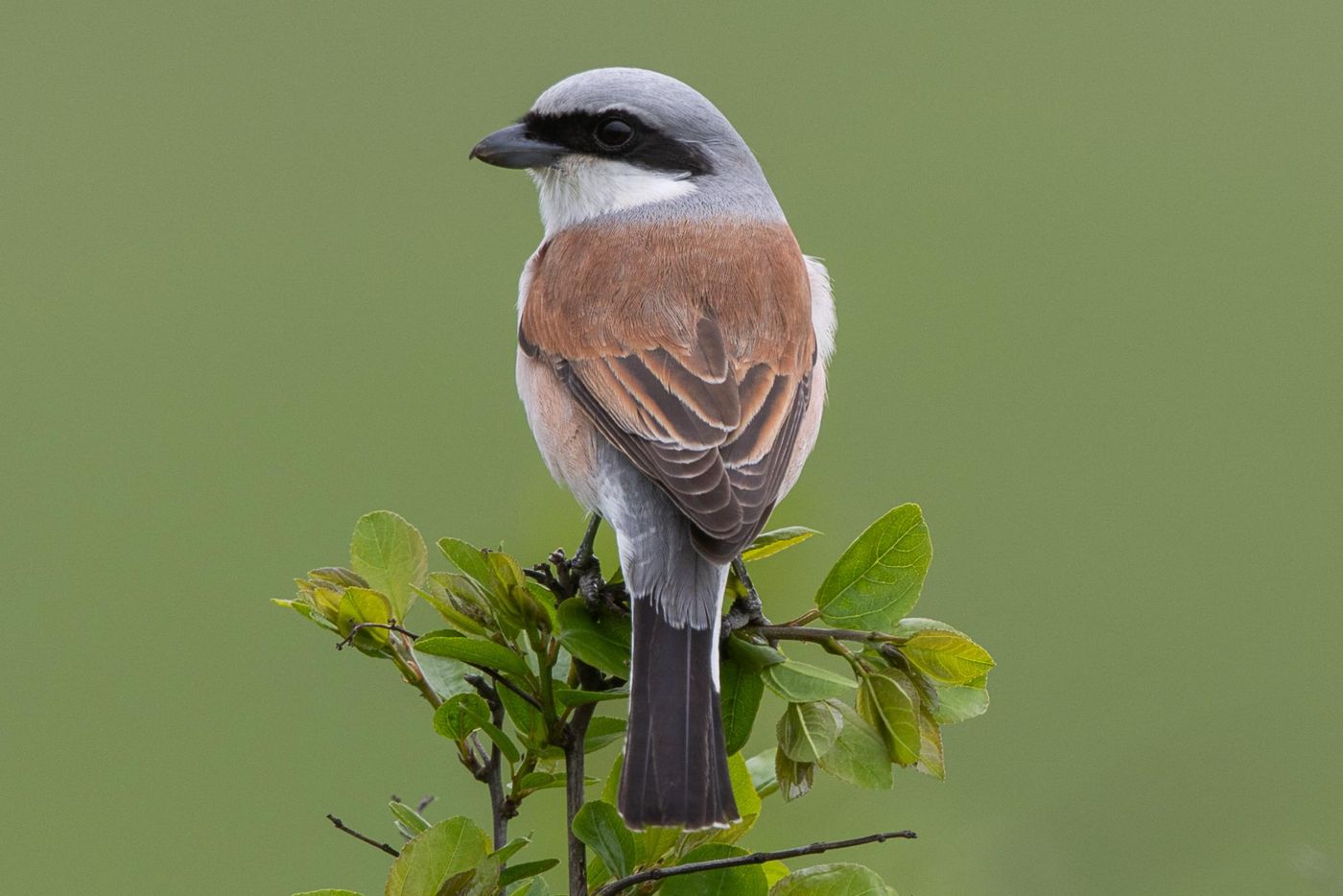 Grauwe klauwier mannetje © Jan Heip