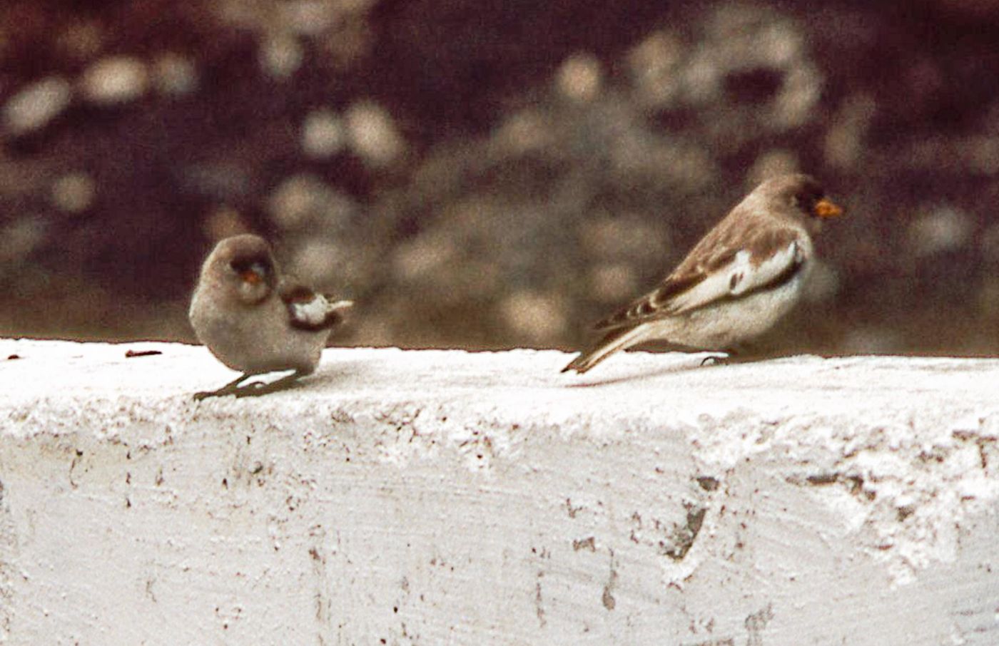 Agfa diapositief van sneeuwvinken in de Kaukasus op een bergpas (Jvaripas?) in juli 1988. © Jan Heip