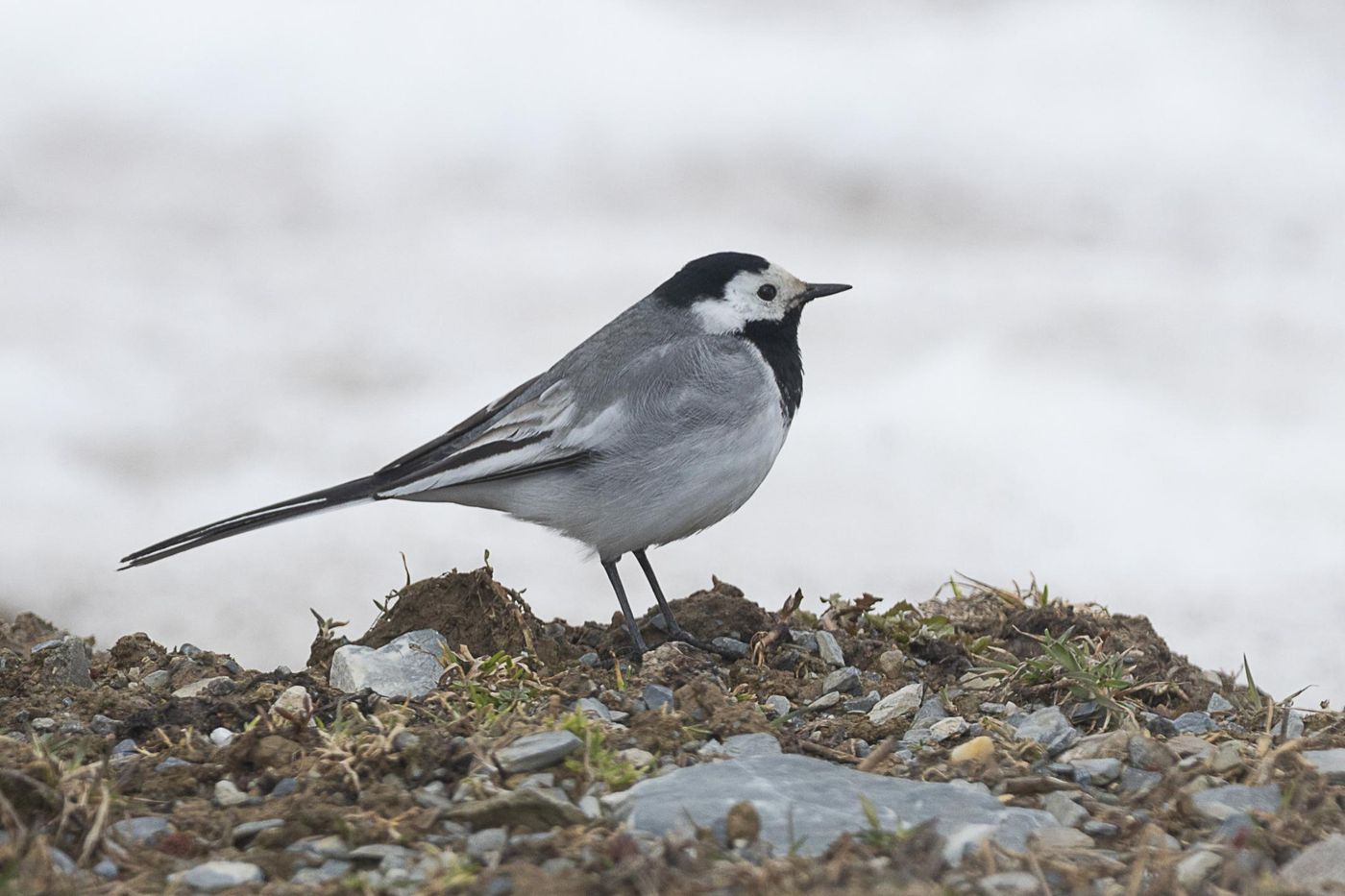 Witte kwikstaart - Motacilla alba dukhunensis – let op de witte randen van de vleugelveren. © Jan Heip