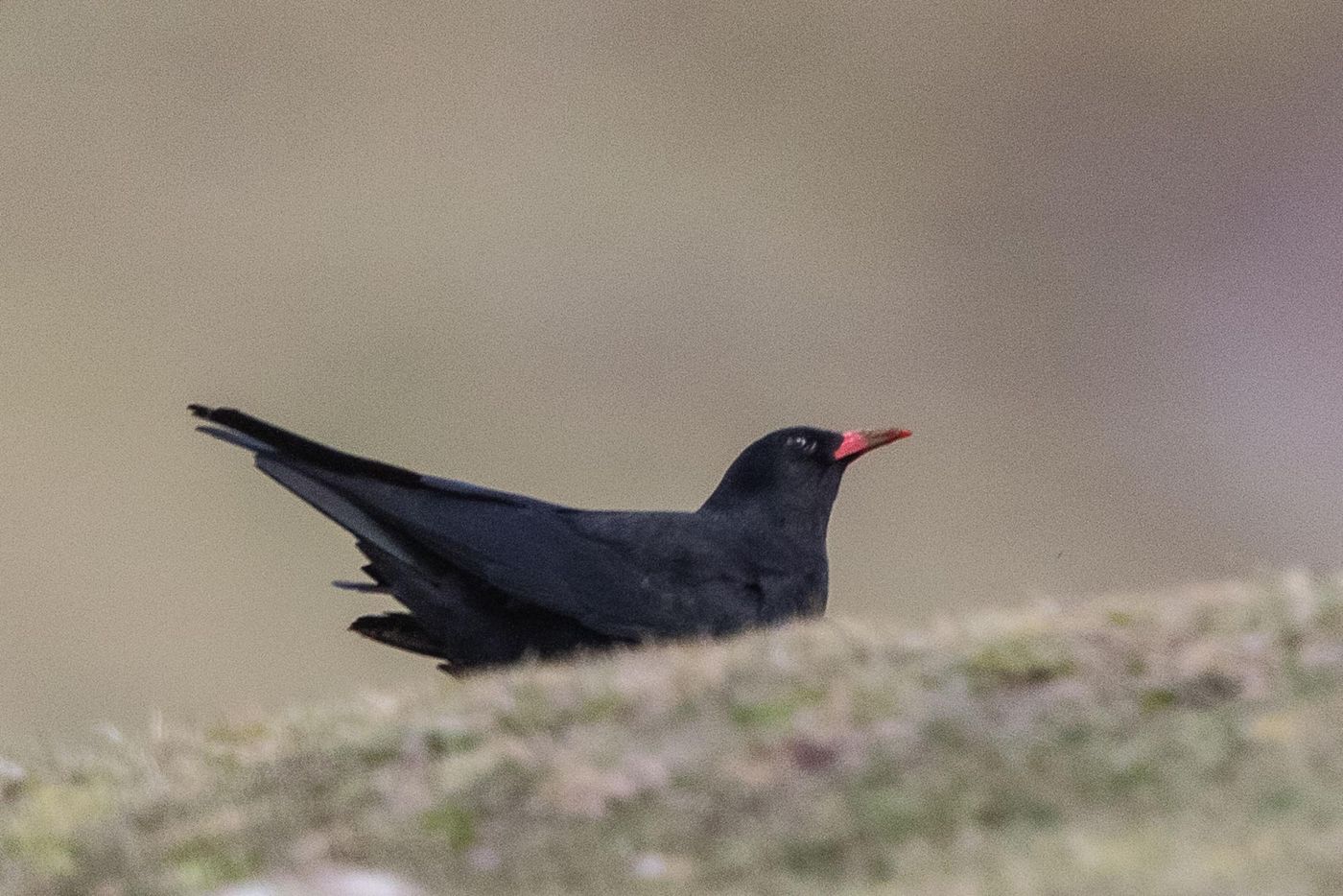 Alpenkraai © Jan Heip