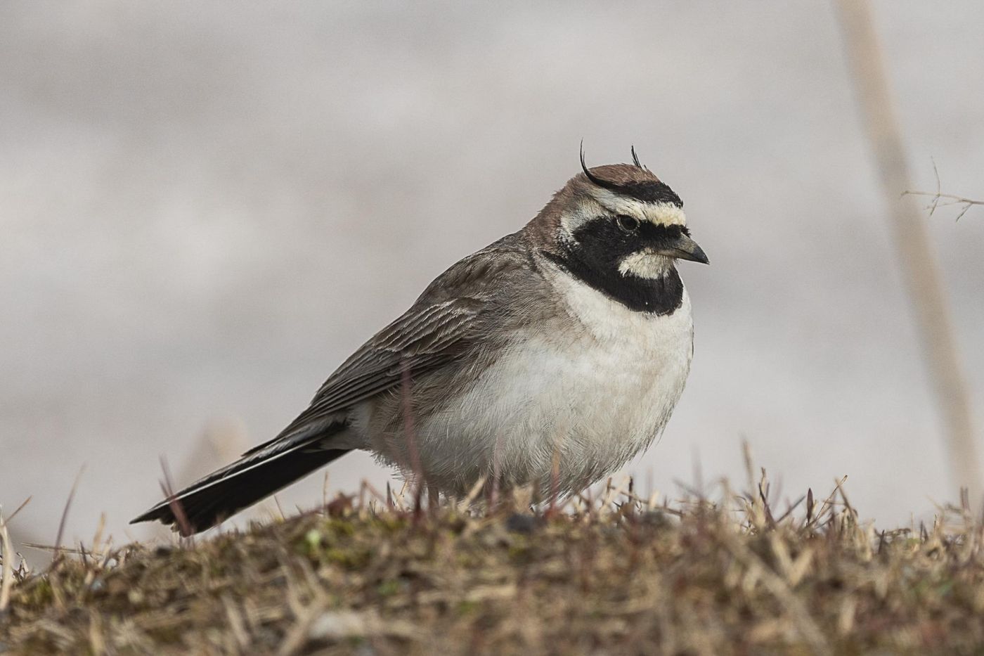 Kaukasische strandleeuwerik is een ondersoort van onze strandleeuwerik. © Jan Heip