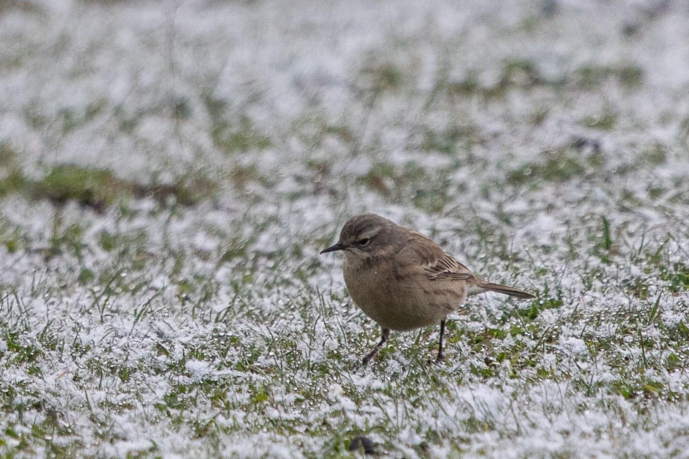 Waterpieper in een berijmde weide. © Jan Heip