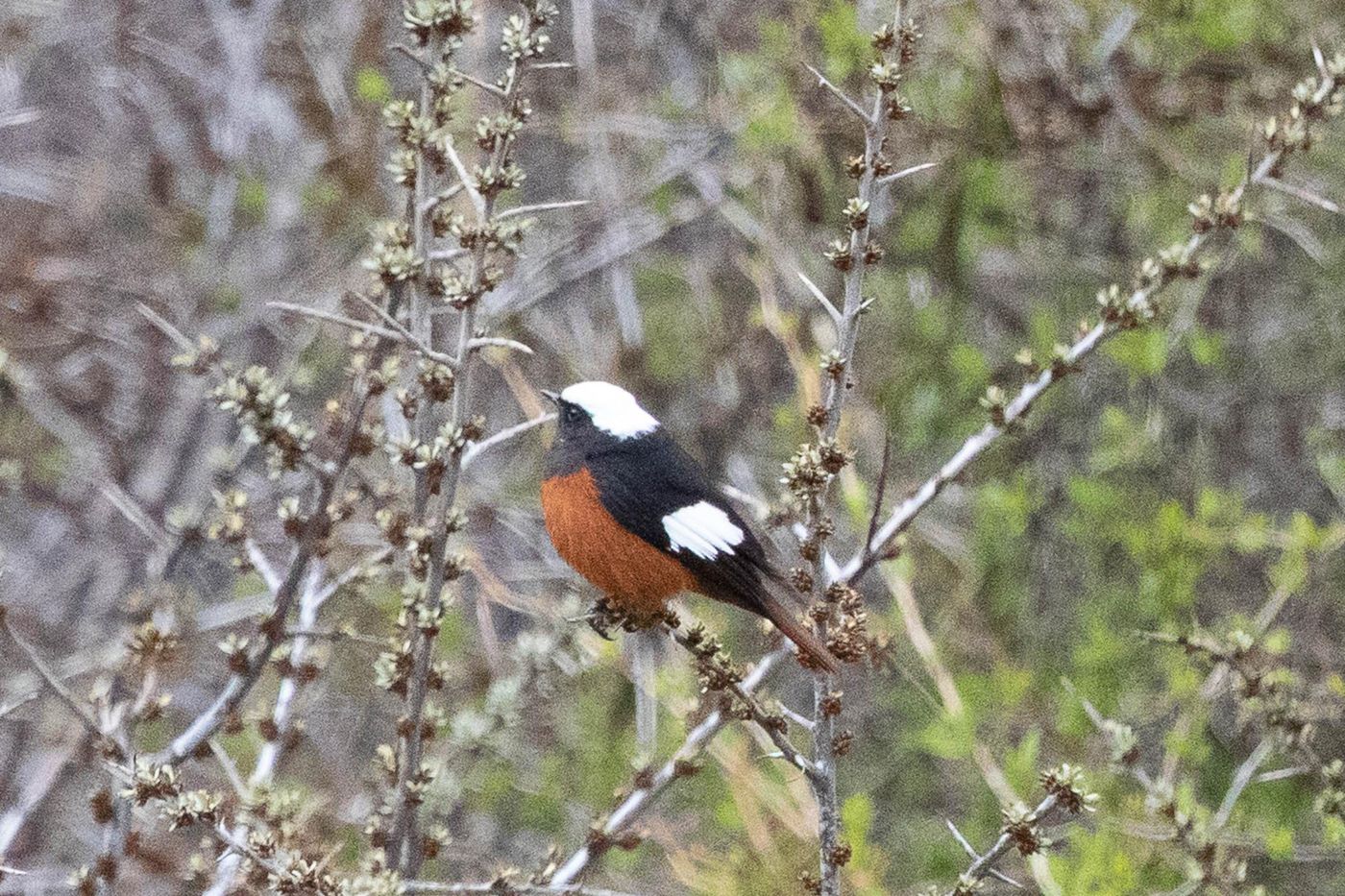 Witkruinroodstaart © Jan Heip