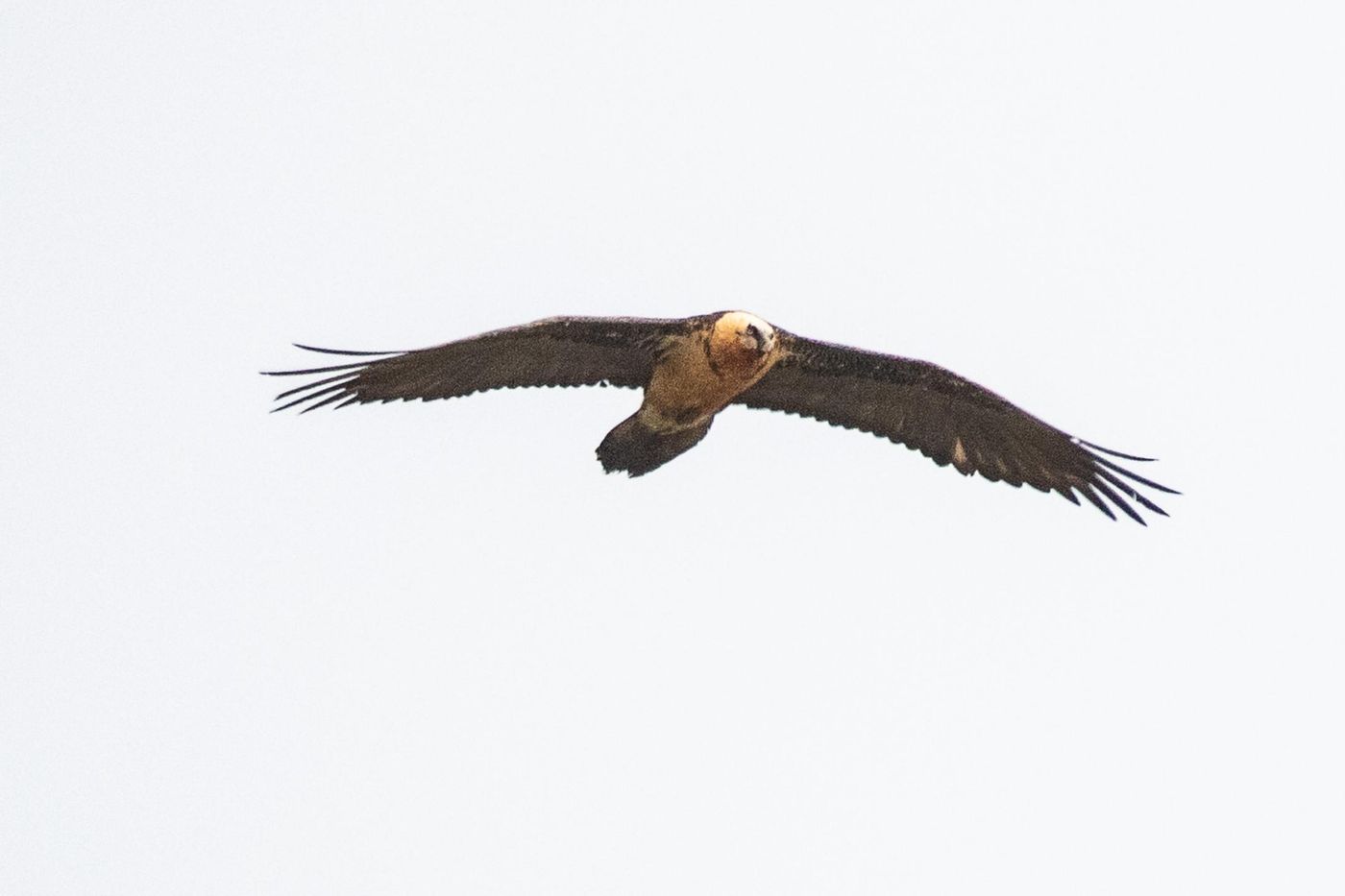 Lammergier adult. © Jan Heip