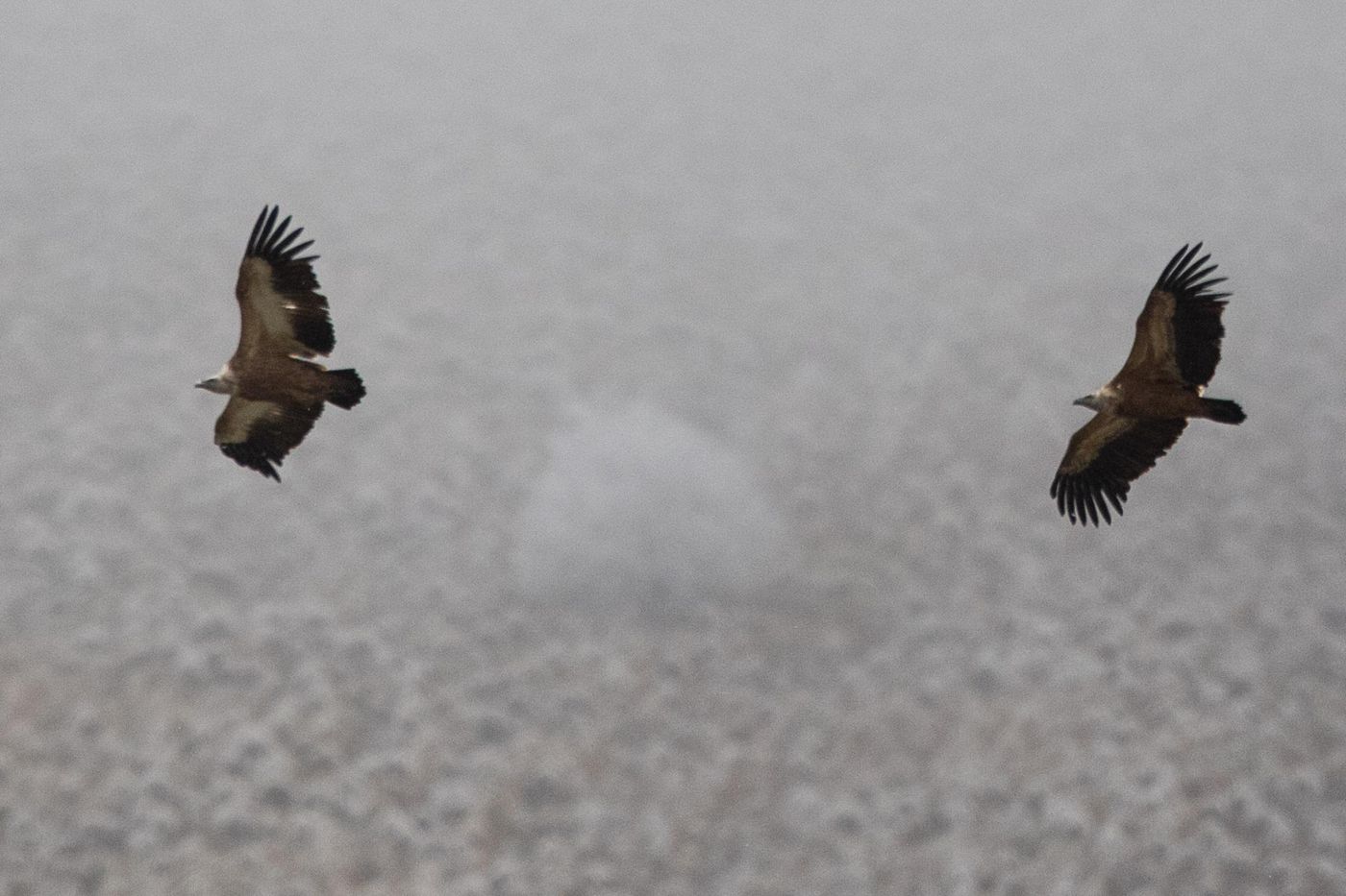 Vale gieren © Jan Heip