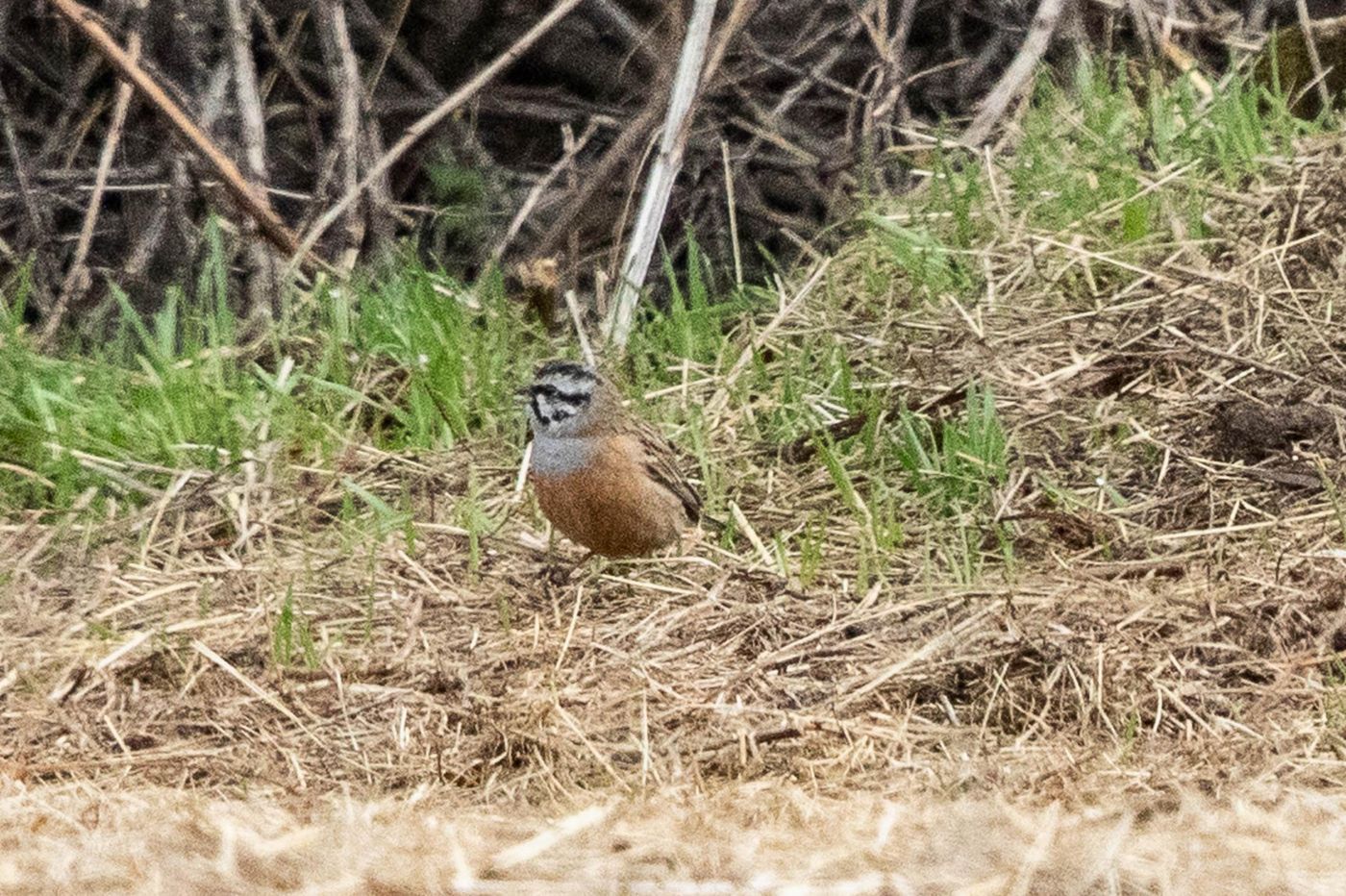 Grijze gors mannetje. © Jan Heip