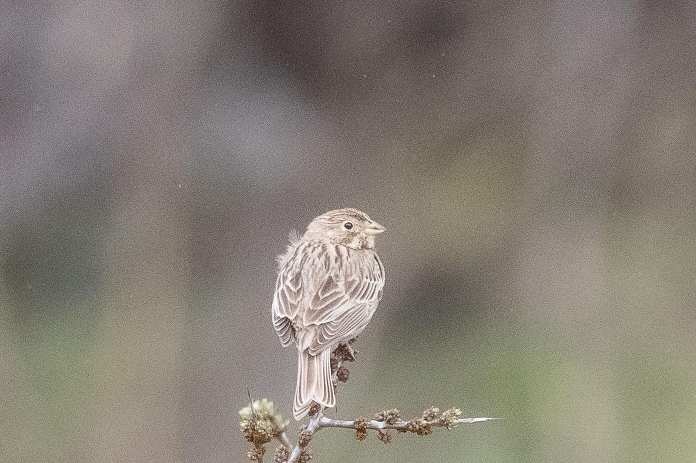 Grauwe gors © Jan Heip