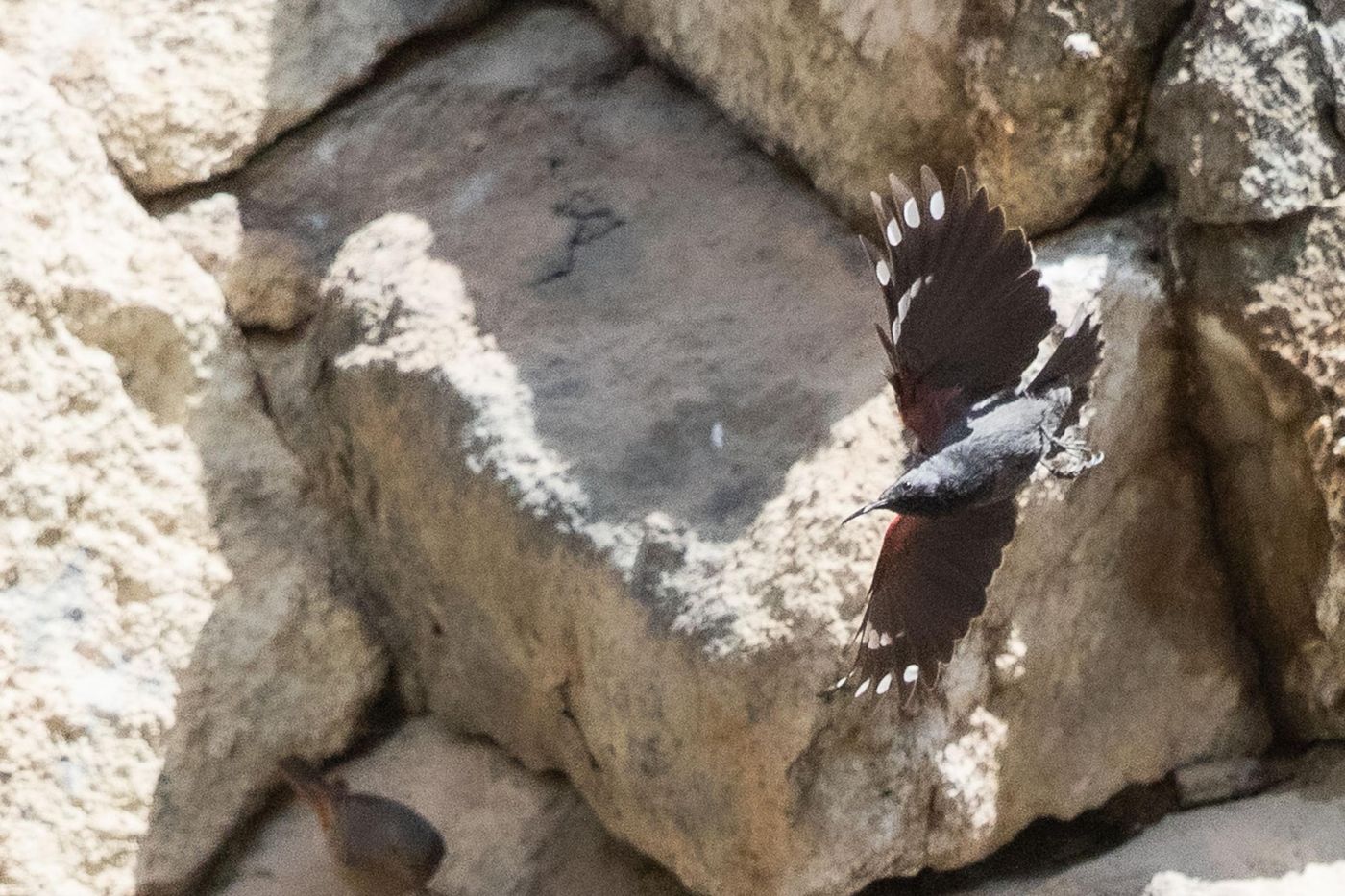 Rotskruiper © Jan Heip