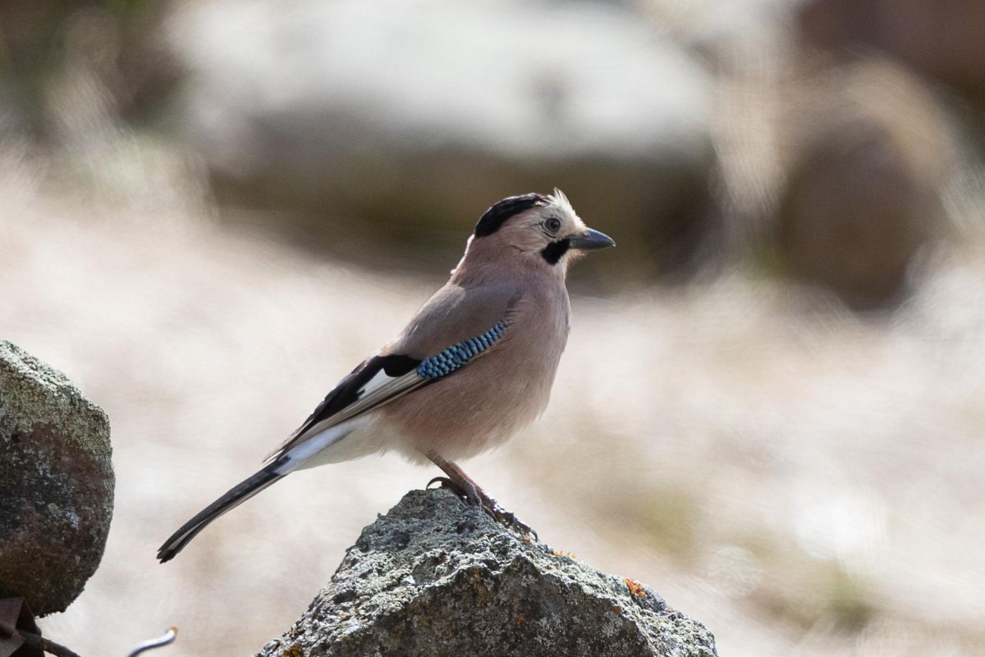 Vlaamse gaai van de Kaukasus (Garulus glandarius krynicki). © Jan Heip
