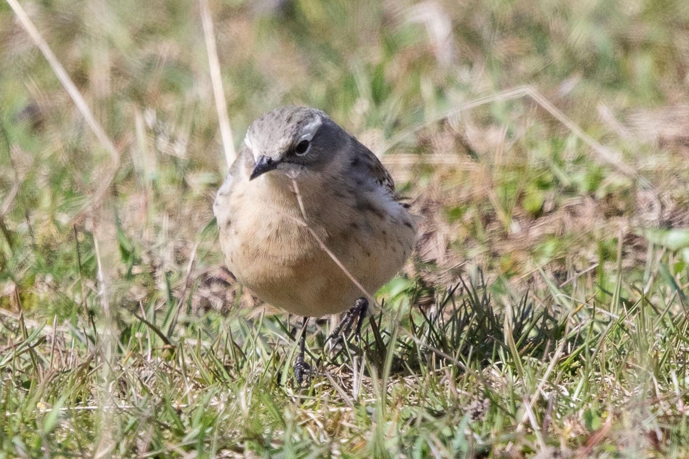 Waterpieper in broedkleed (let op de zwarte poten). © Jan Heip