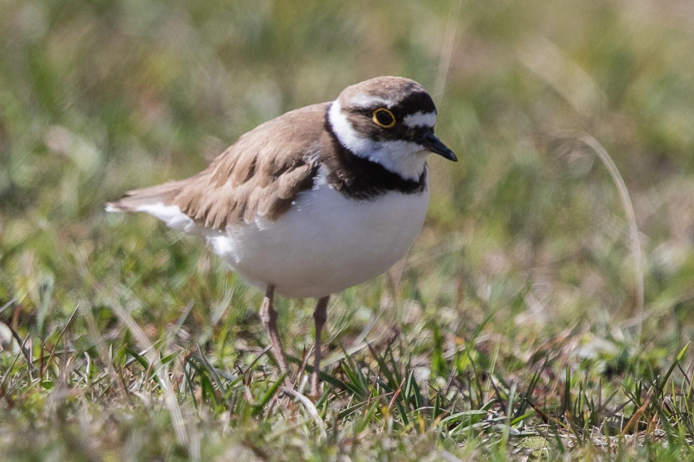Kleine plevier - let op de gele oogring. © Jan Heip