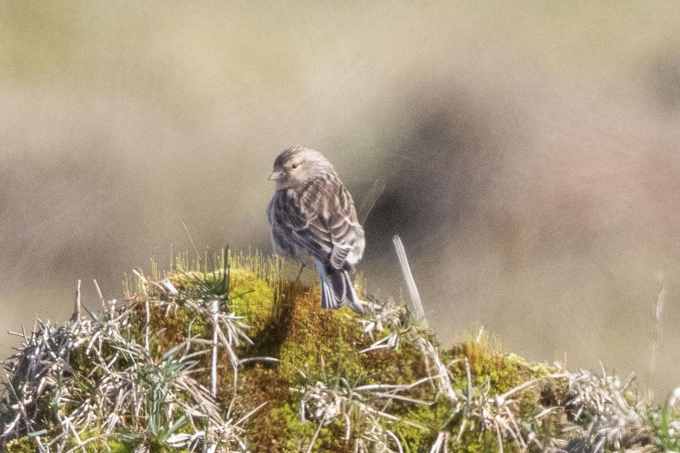 Turkse frater © Jan Heip