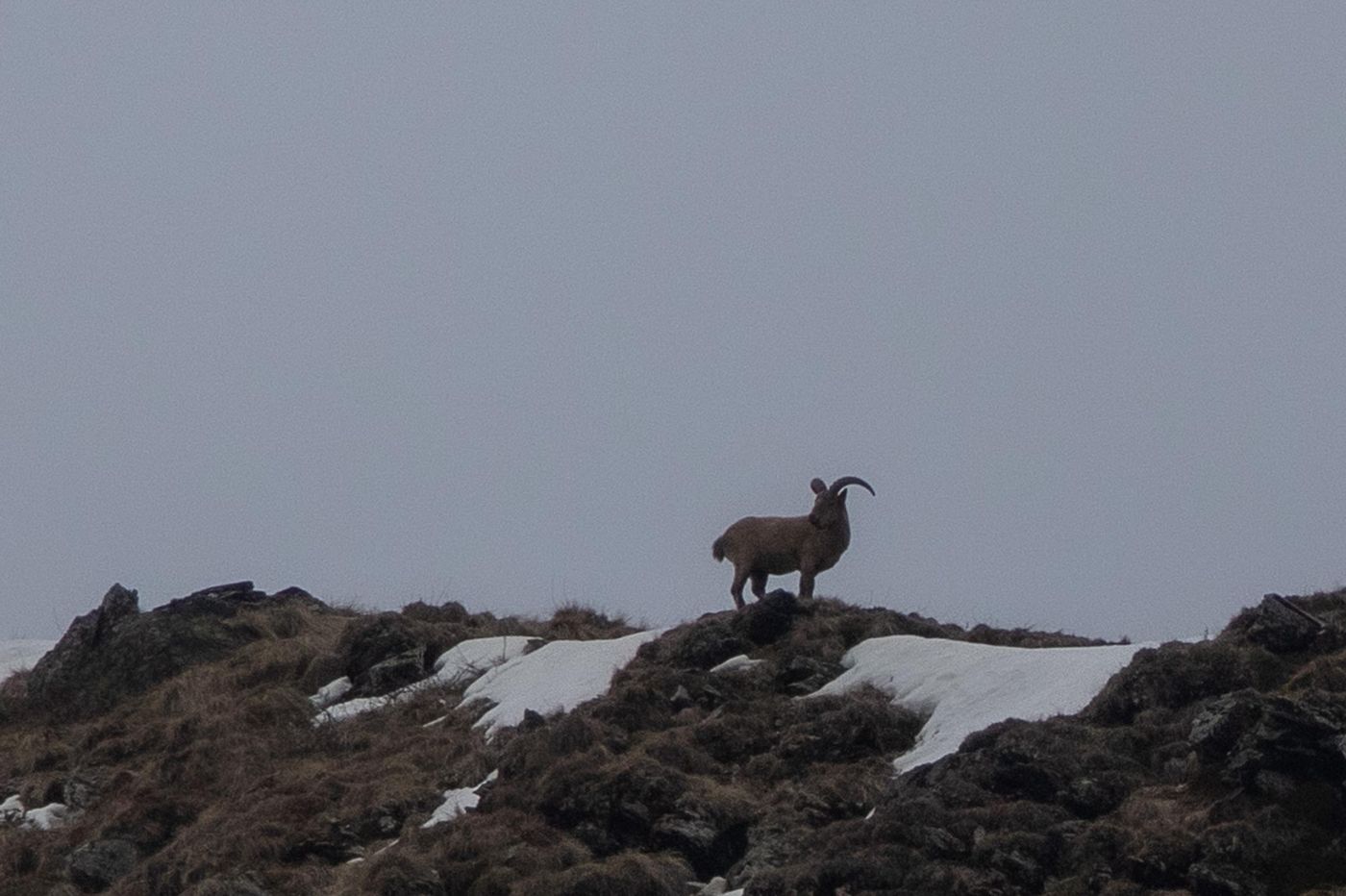Oost-Kaukasische Toer - mannetje. © Jan Heip