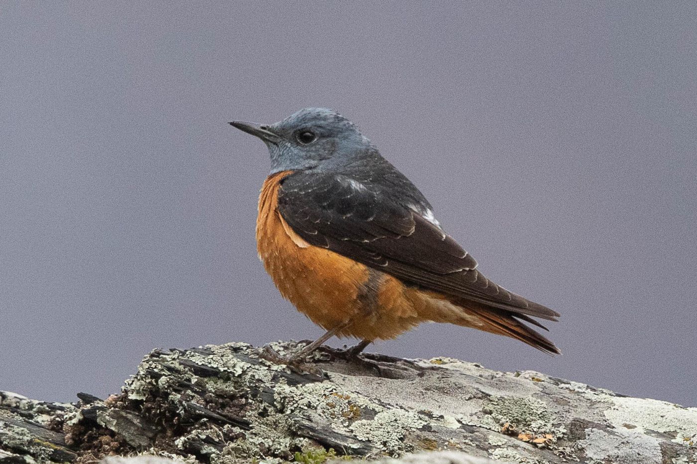 Rode rotslijster © Jan Heip