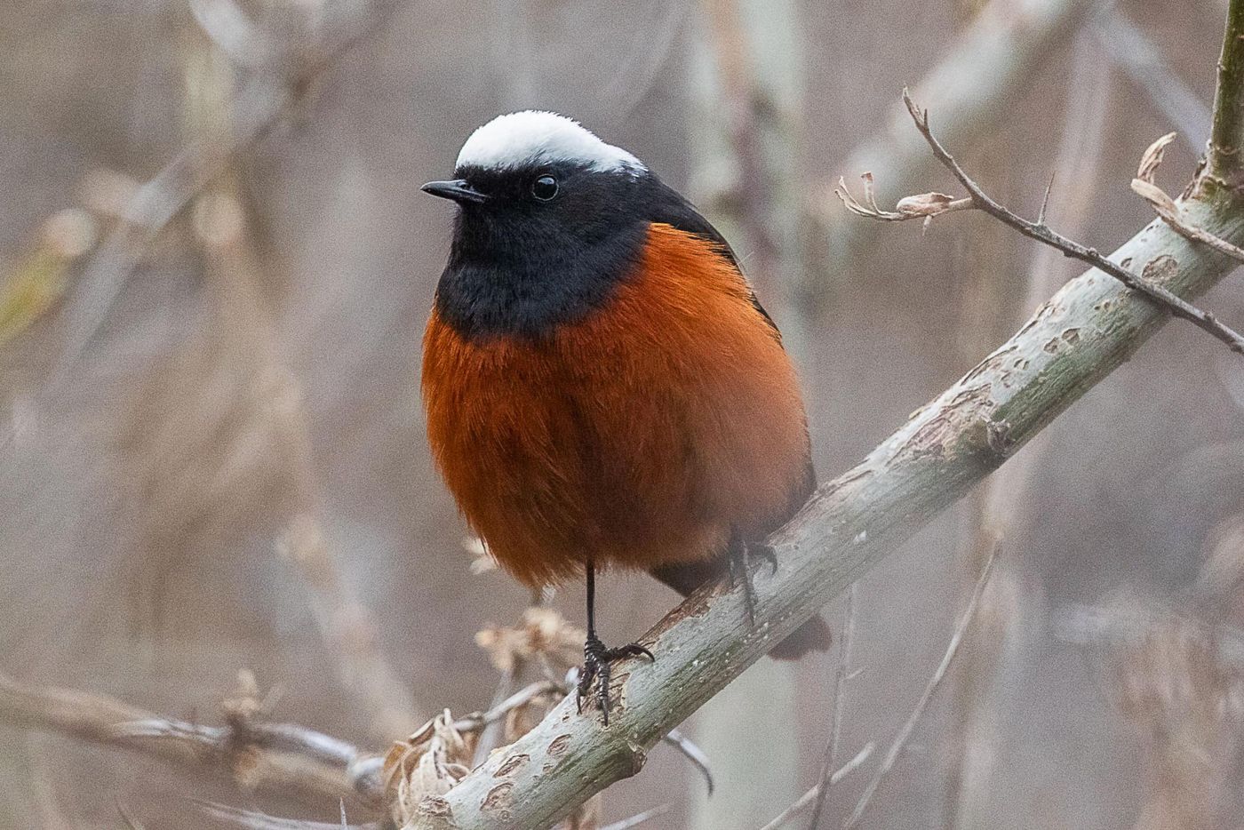 Witkruinroodstaart © Jan Heip