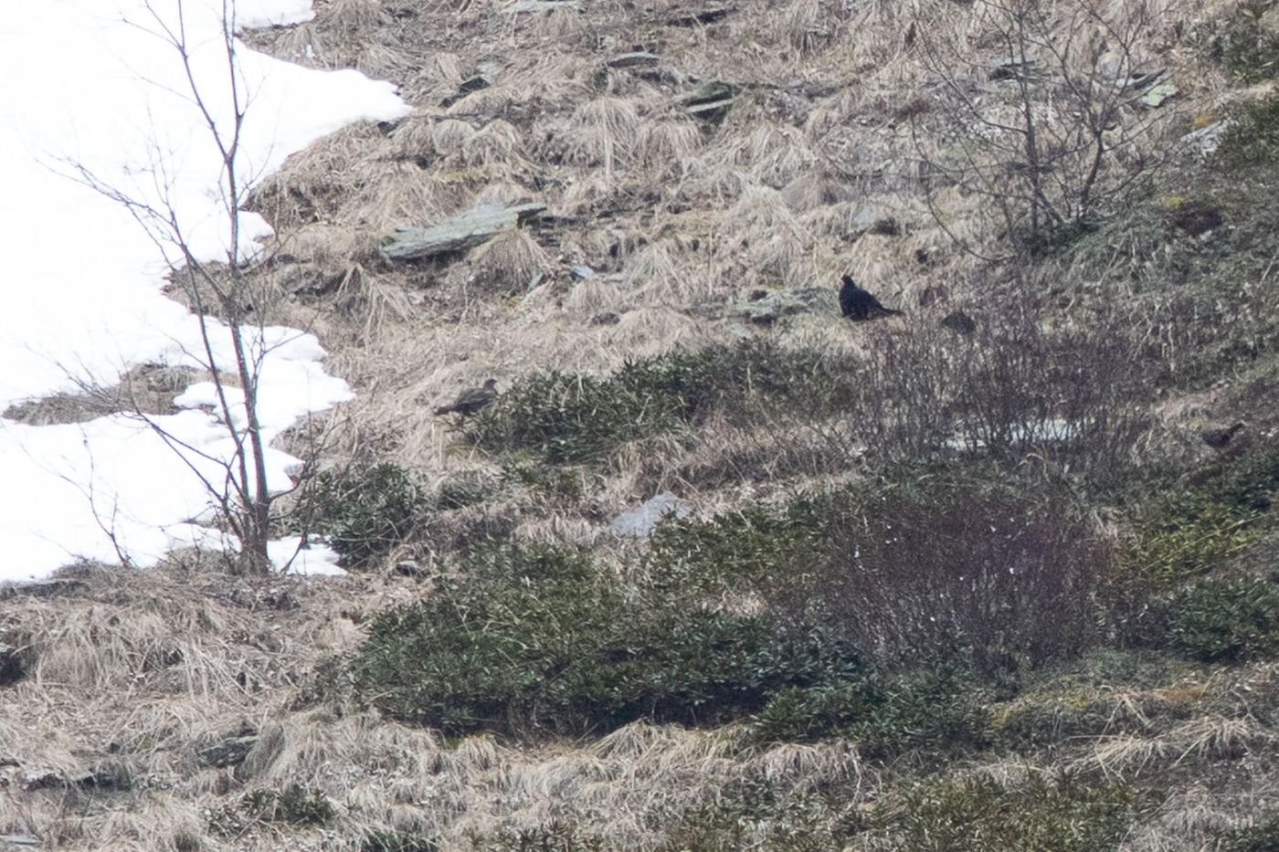 Een koppel Kaukasische korhoenders links vrouwtje - rechts mannetje. © Jan Heip
