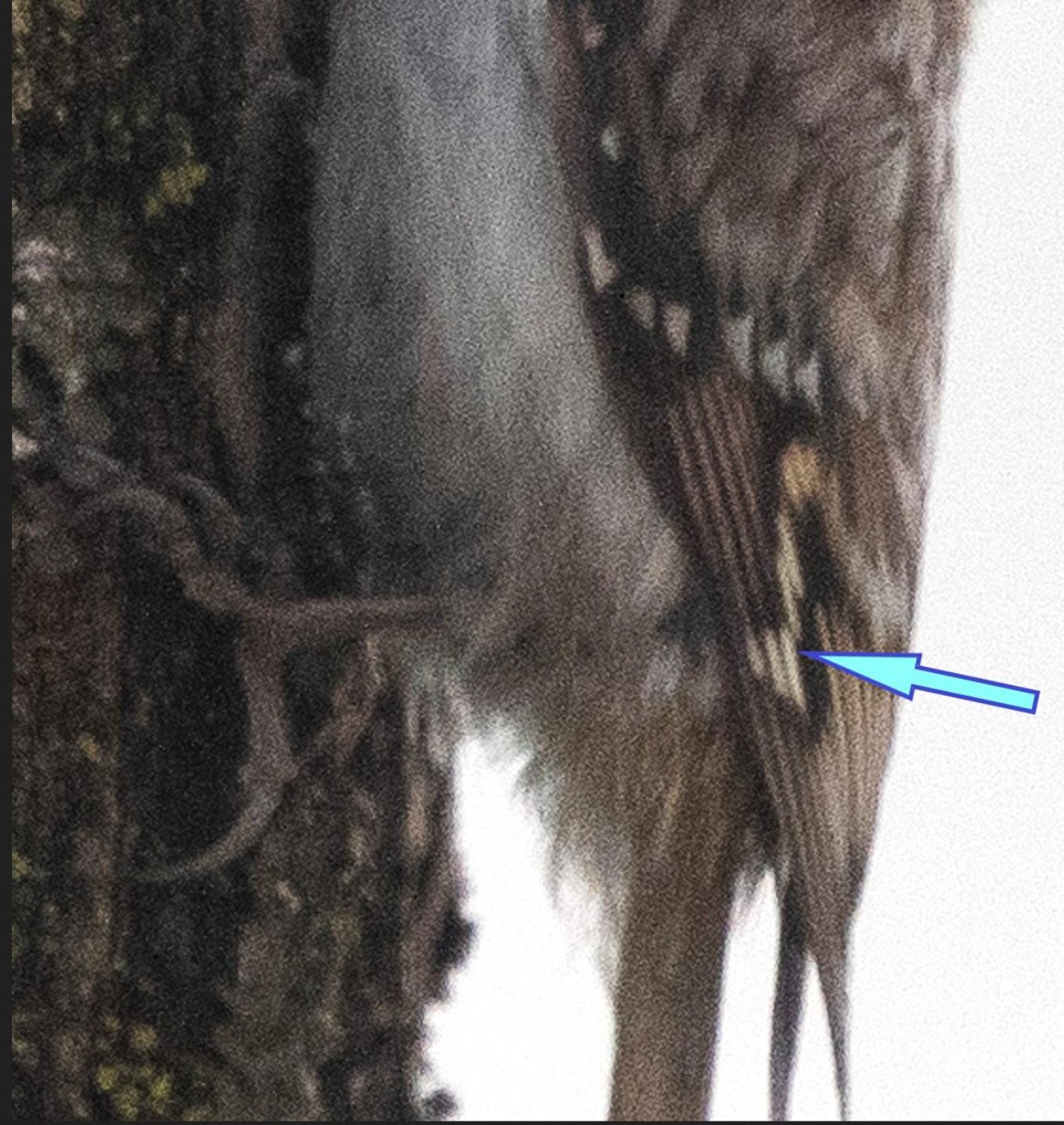 Het befaamde 'trapje' van de Taigaboomkruiper © Jan Heip