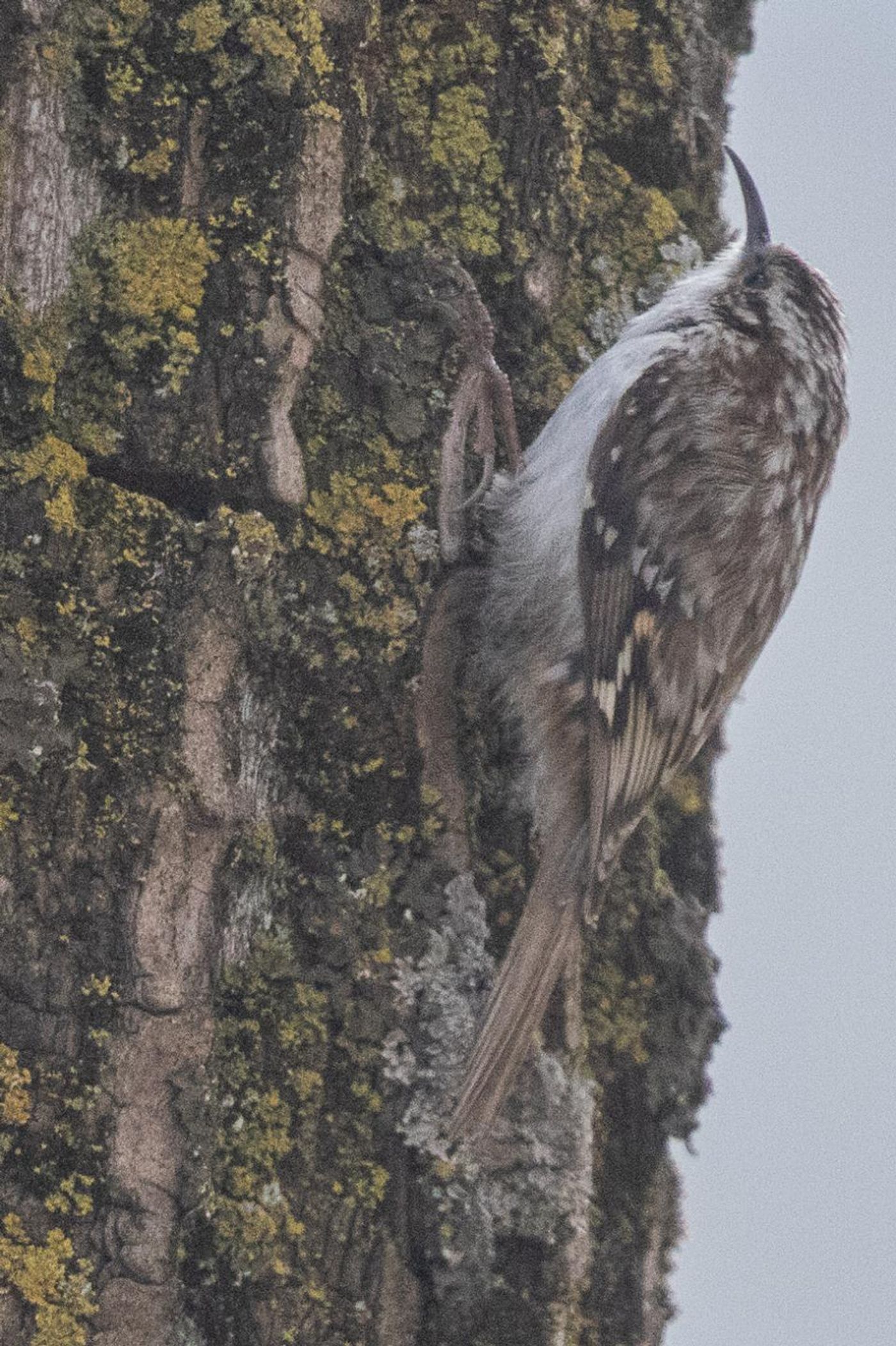Taigaboomkruiper © Jan Heip