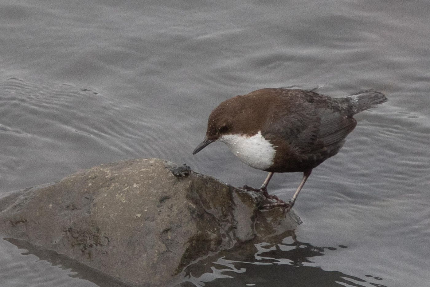 Waterspreeuw © Jan Heip