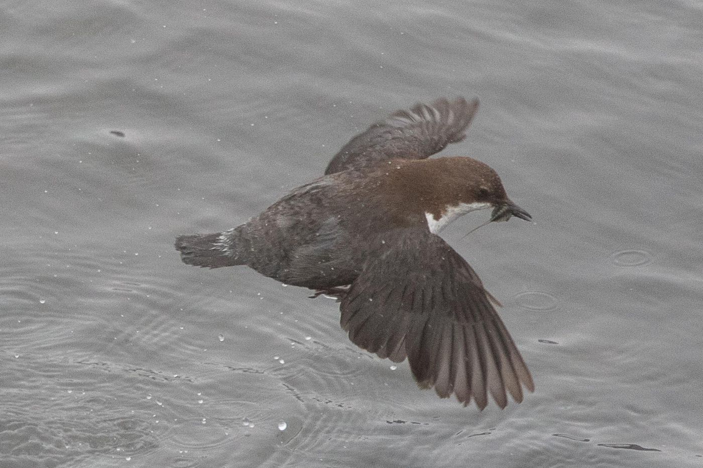 Kaukasische waterspreeuw wegvliegend met prooi. © Jan Heip