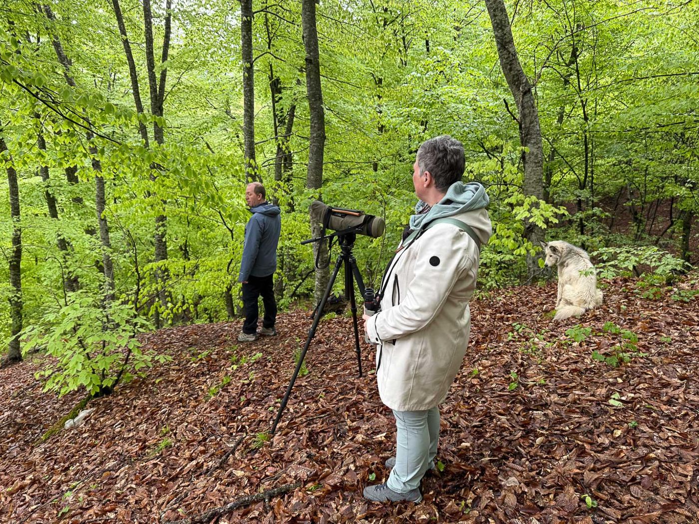 Op zoek naar vliegenvangers in het bos van Ananuri met een lokale straathond. © Jan Heip