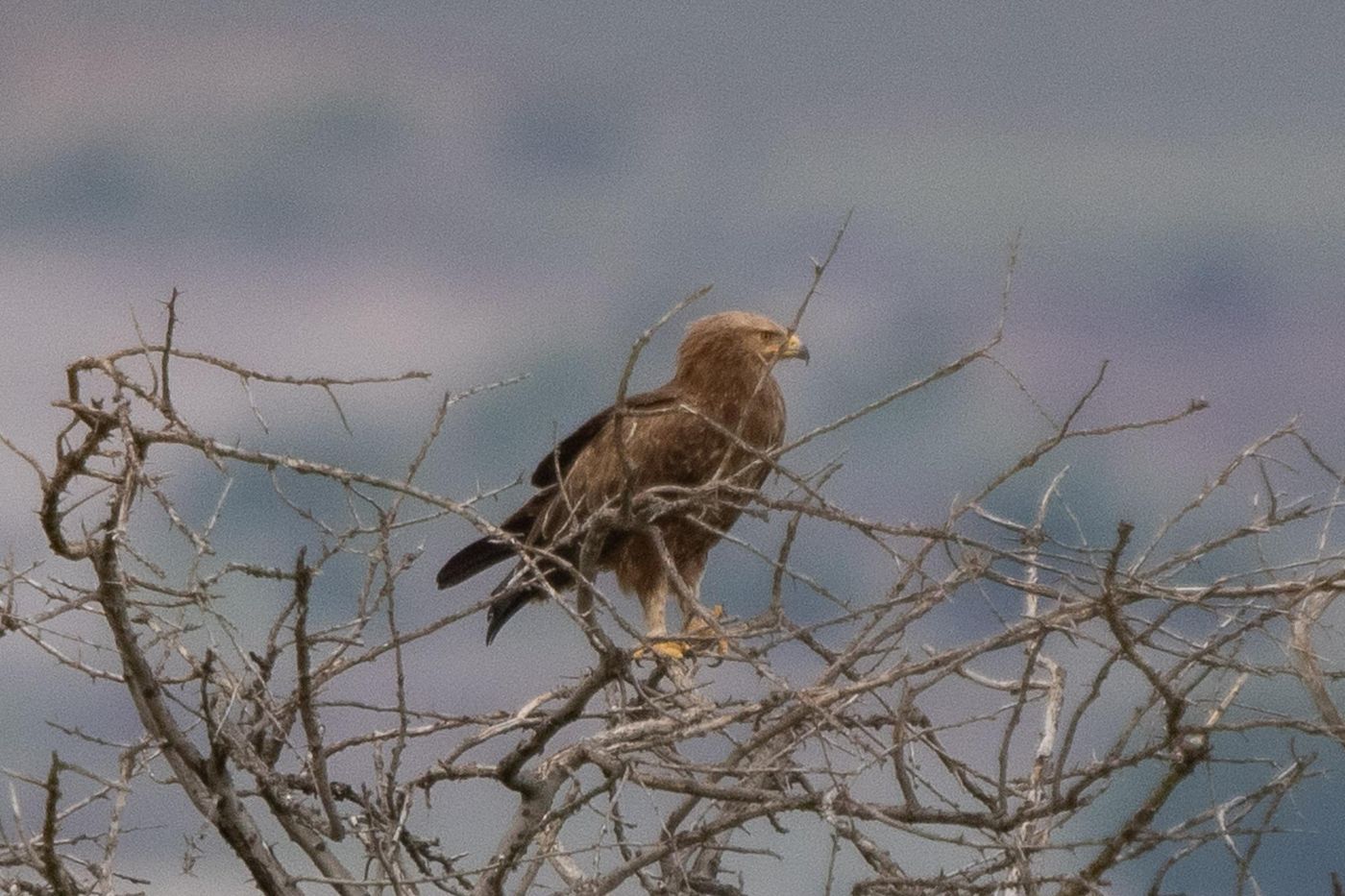 Schreeuwarend © Jan Heip