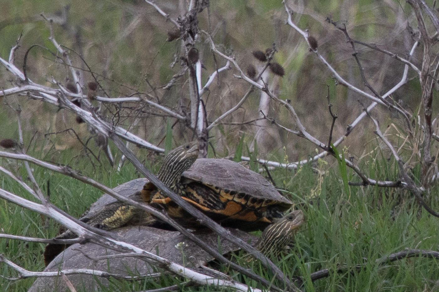 Kaspische beekschildpadden © Jan Heip