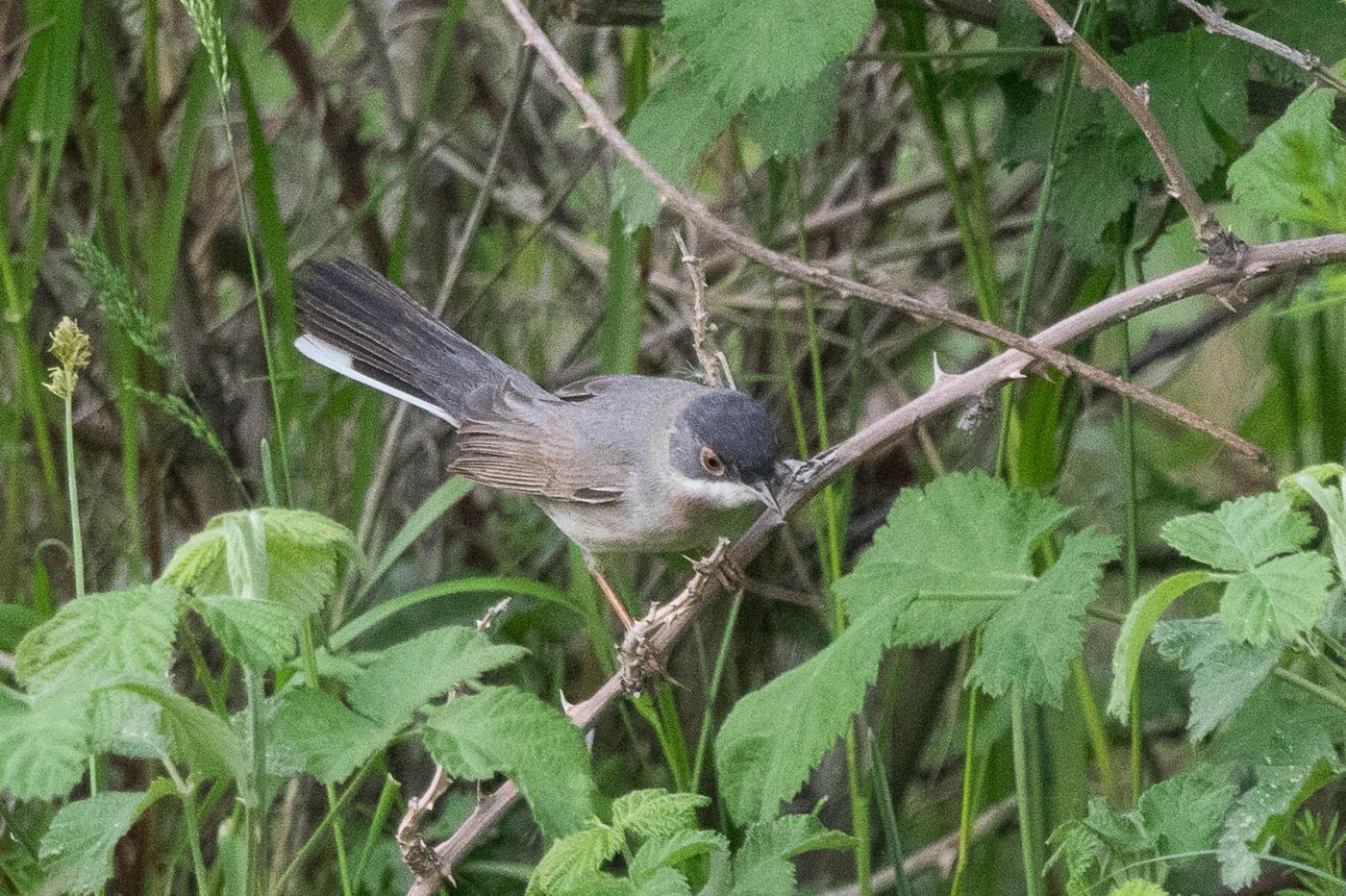 Ménétriés’ zwartkop - mannetje. © Jan Heip