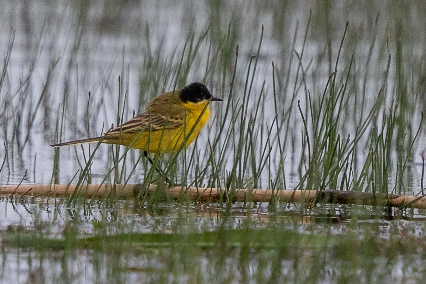 Balkankwikstaart © Jan Heip