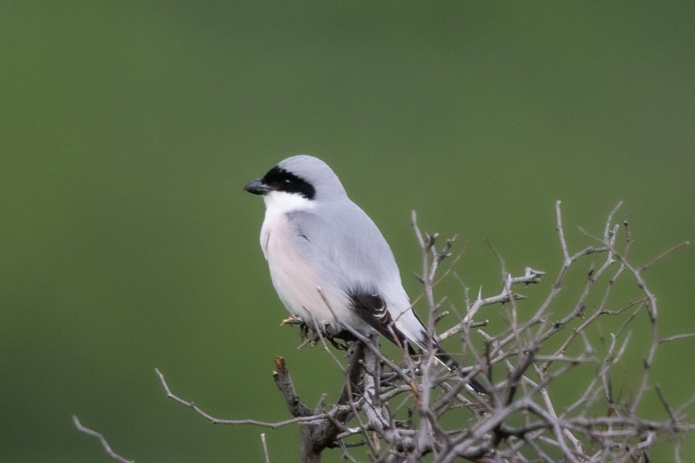 Kleine klapekster © Jan Heip