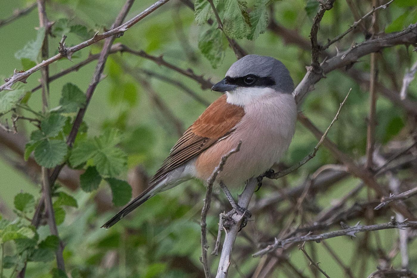 Grauwe klauwier © Jan Heip