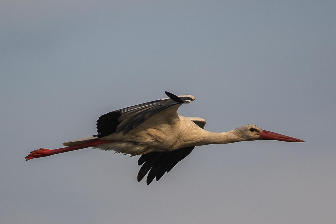 Ooievaar © Jan Heip