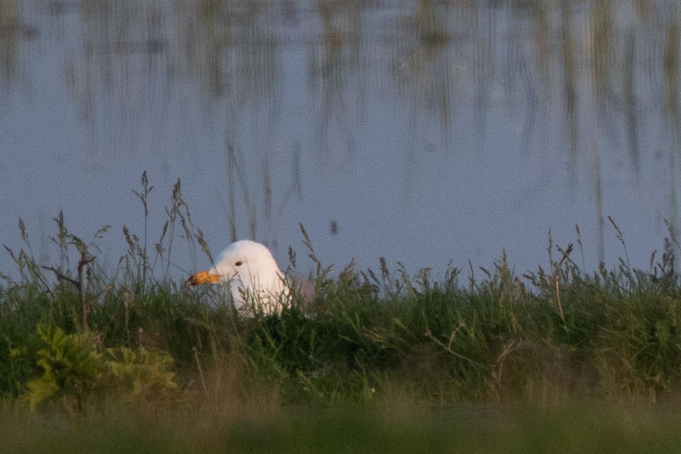 Adulte Armeense meeuw. © Jan Heip