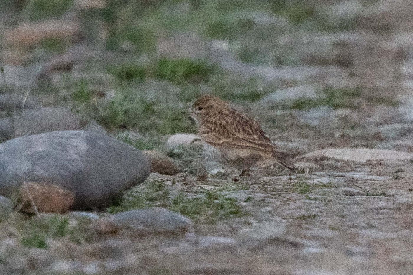 Kortteenleeuwerik © Jan Heip