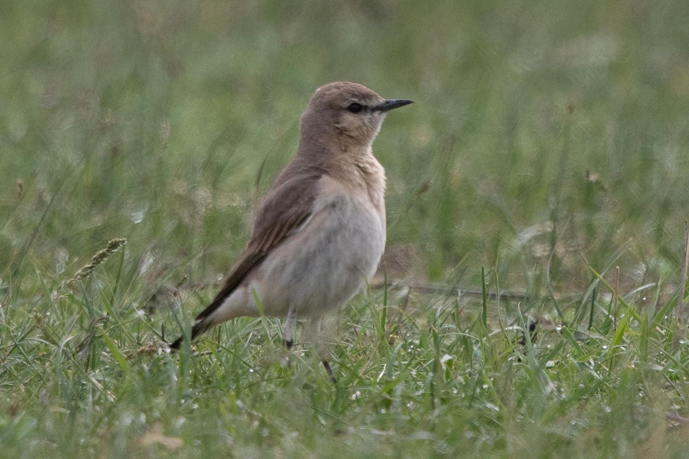 Izabeltapuit © Jan Heip